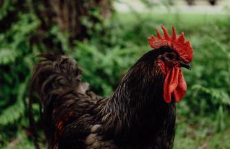 La Maison de Marie - Foto 67