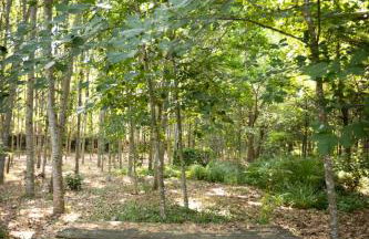 Quinta das ribeiras - Foto 27