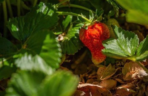 Lavender & Vine - Downtown Retreat with Hot Tub and Fire Pit! - Foto 35