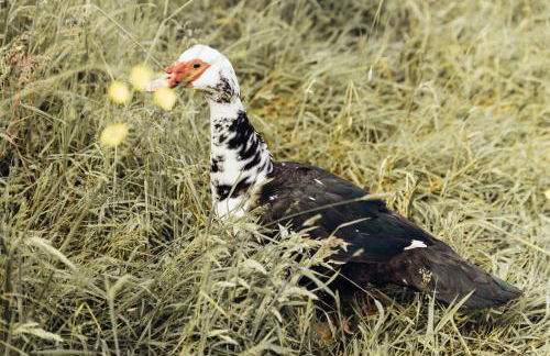 Maison de campagne en Anjou - Foto 18