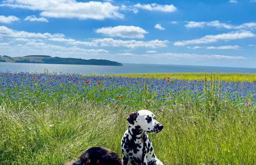 Ferienwohnung Schafberg - Foto 28