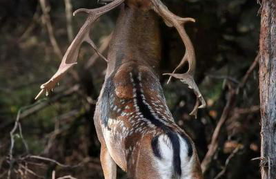 La Sala Vecchia - Lovely Tuscan Holiday house Badia Prataglia, Casentino Valley - Foto 31
