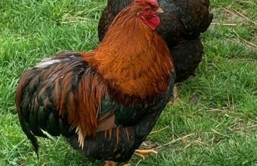 Ferienhaus Spielburg - Foto 73