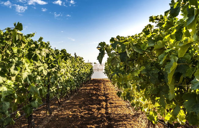 Villa Dionysus - Foto 33