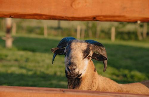 Ranczo KUFLANDIA Średnia Huta - Photo 23
