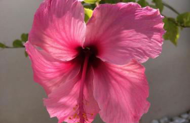 Villa Happy Moments - Foto 22