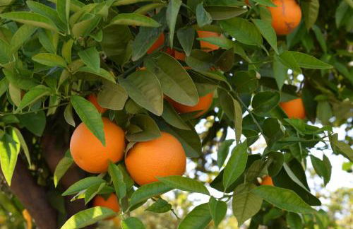 Alojamientos Villarias Archena - Foto 49