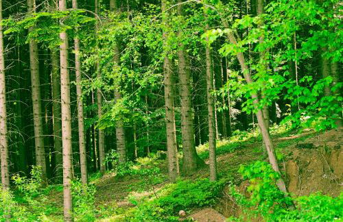 Domki w Kasinie - Foto 28