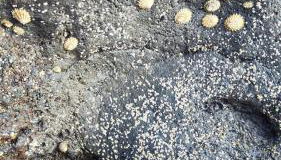 Casa La Caracola - Photo 4