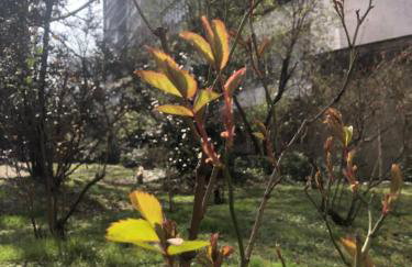 Milano MISSORI Rose garden view - Foto 12