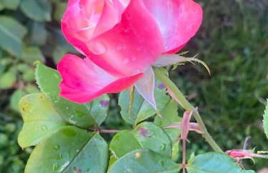 Fachwerk-Fischerhaus an Elbe und Aland - Foto 35