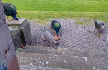 Eta's Manor @ Brooklands - Foto 32