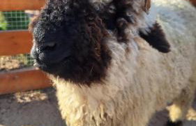 Zagroda Zabłocie Domki - Photo 15