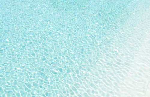 Fiori di Cardo - Agrimare - Foto 10