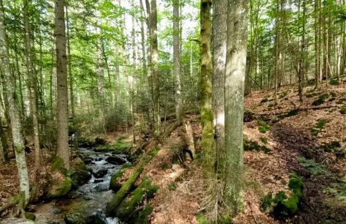 Schoenes 1 Zimmer, Sauna, Nationalpark, Free Parking - Foto 13