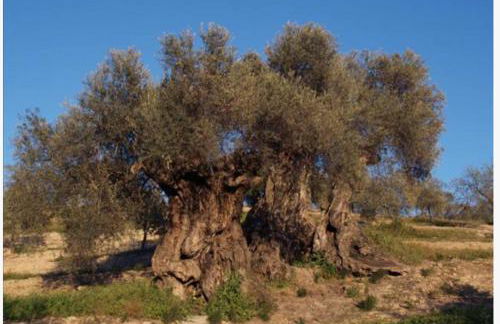 Villa Montiel - Foto 23