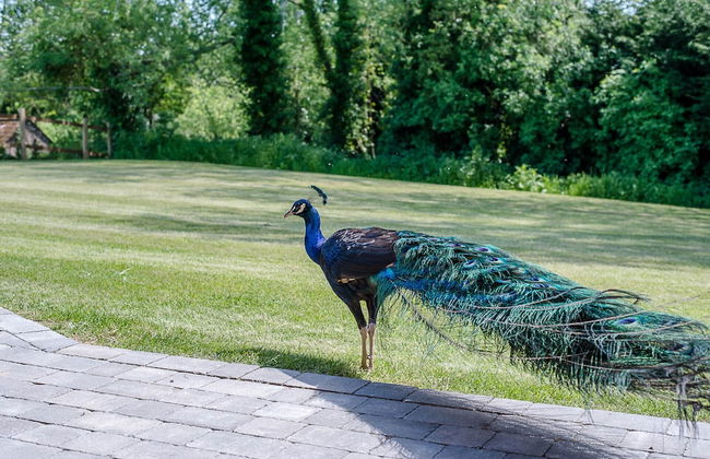 Geoff's Rest, Pond Hall Farm, Hadleigh - Foto 10