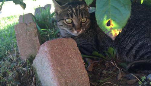 Barchessa Da Rio - Foto 4