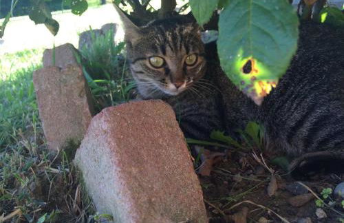 Barchessa Da Rio - Foto 4