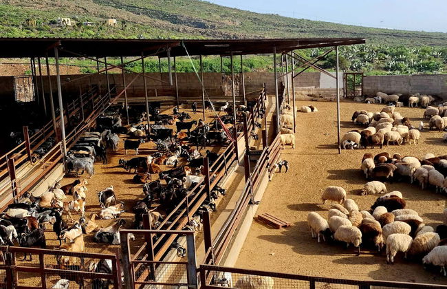 Visita del caseificio Montesdeoca - Foto 5