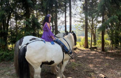 2 Guests - Pet Friendly - Traditional Gypsy Vardo - Foto 31