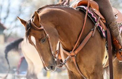 Baumanns Landhaus Durbach - Foto 12