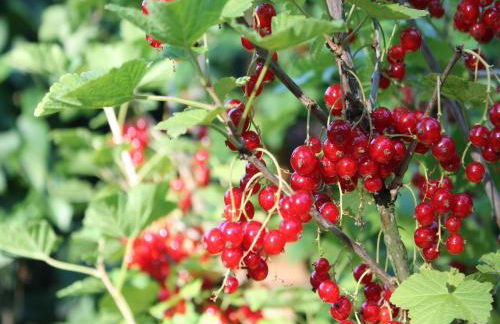 Cosy Apartment in Pepelow near Baltic Sea - Foto 17