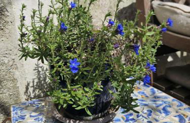 Perched Nest in Cevennes Mountains, relaxing place - Photo 37