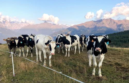 Chalet Apartment Gran Zebrù - Foto 41