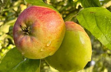 Apple Tree House - Foto 45