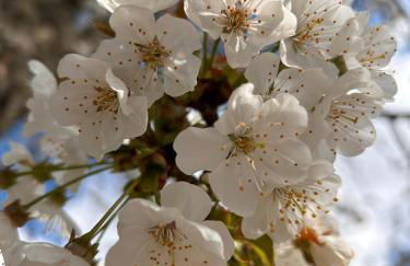 Historic Farmhouse Casa Del Chiodo - Foto 33