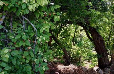 La Fresneda de Polendos - Foto 22