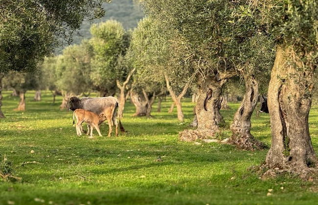 Masseria Pilano - Foto 34