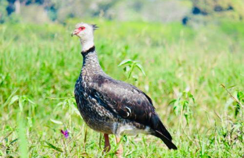 Barco Casa Pantanal Toca da Onça - Photo 65