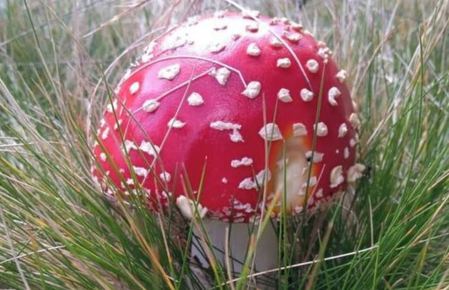 Pine Cones in the Haslehaus - Foto 22