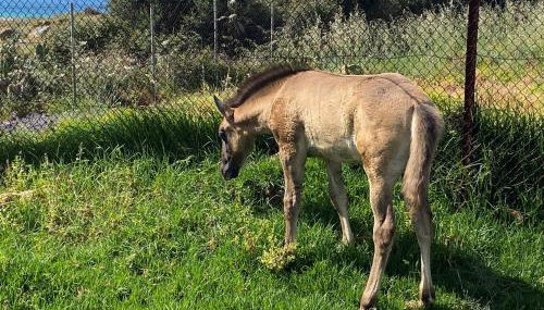 Rustic Cabin Tarifa 4 guests 5 minutes to beach - Foto 4