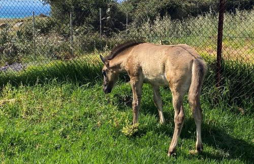 Rustic Cabin Tarifa 4 guests 5 minutes to beach - Foto 4