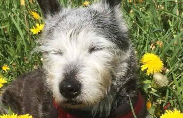 Ferienhaus Napoleon - Foto 37