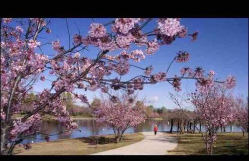 Hidden Gem LA 2bd house with dreamy backyard - Foto 36