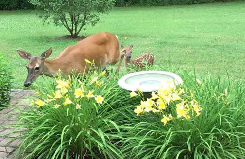 Meadow View Acres - 6 acre spacious estate 20 min from UVA - Foto 23