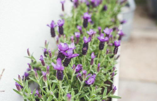 Waves - Sea View Duplex Apartment, Stoke Fleming - Foto 48