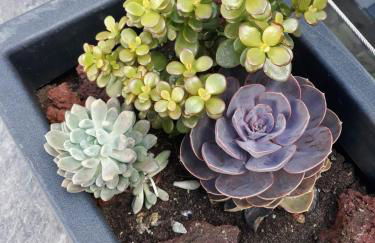 Sunrise - Casa Sao Joao - 4 Star Tourist Apartments - Photo 44