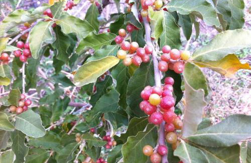 Mini Villas Blue - Foto 53