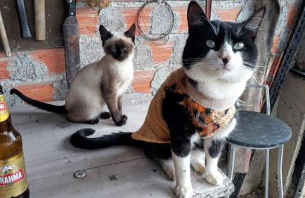 Chácara Chiafarelli - Photo 32