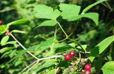 Chwile w Starym Sączu, sauna i beczka - Foto 50