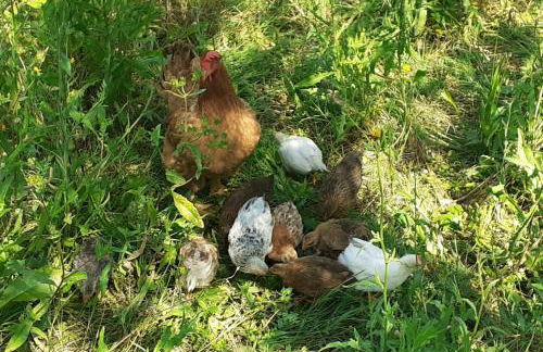 La Fornella dell'Anita - Foto 73