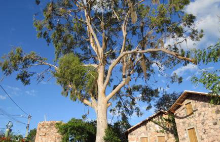 Oforasteiro - Foto 33