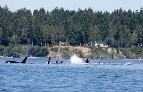 Amazing Sunrise at Coastal Luxury Cabin Rental on Herron Island with Fire Pit and Paddle Boarding near Olympia, Washington - Foto 16