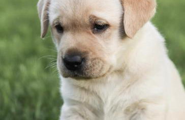 Romantic log-burner Cornish Cottage private garden dogs welcome - Photo 34
