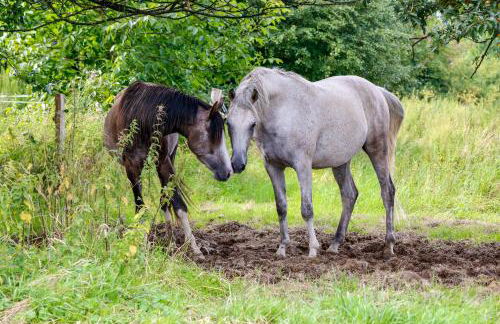 Gästehaus White Horse Diedersen - Foto 36